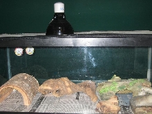 Ball python tank