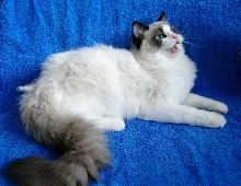 Bonitas Ragdolls*PL