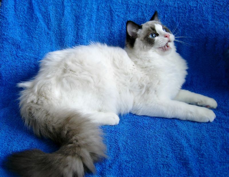 Bonitas Ragdolls*PL