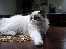 Bona Dea Ragdolls*PL
