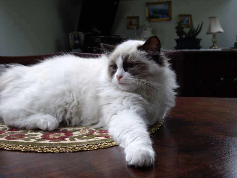 Bona Dea Ragdolls*PL