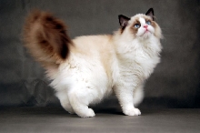 Blandior Ragdolls*PL