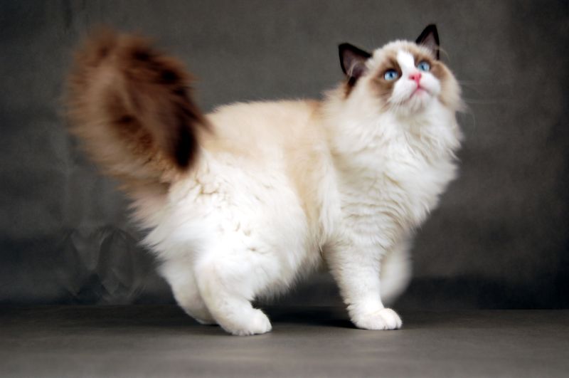 Blandior Ragdolls*PL