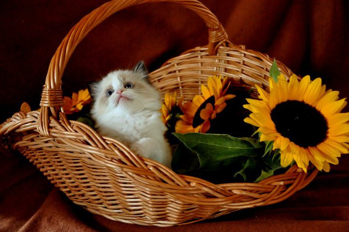 Galatea Ragdolls*PL