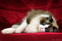 Magic Star RO*ElianRags of Ragdolls*PL