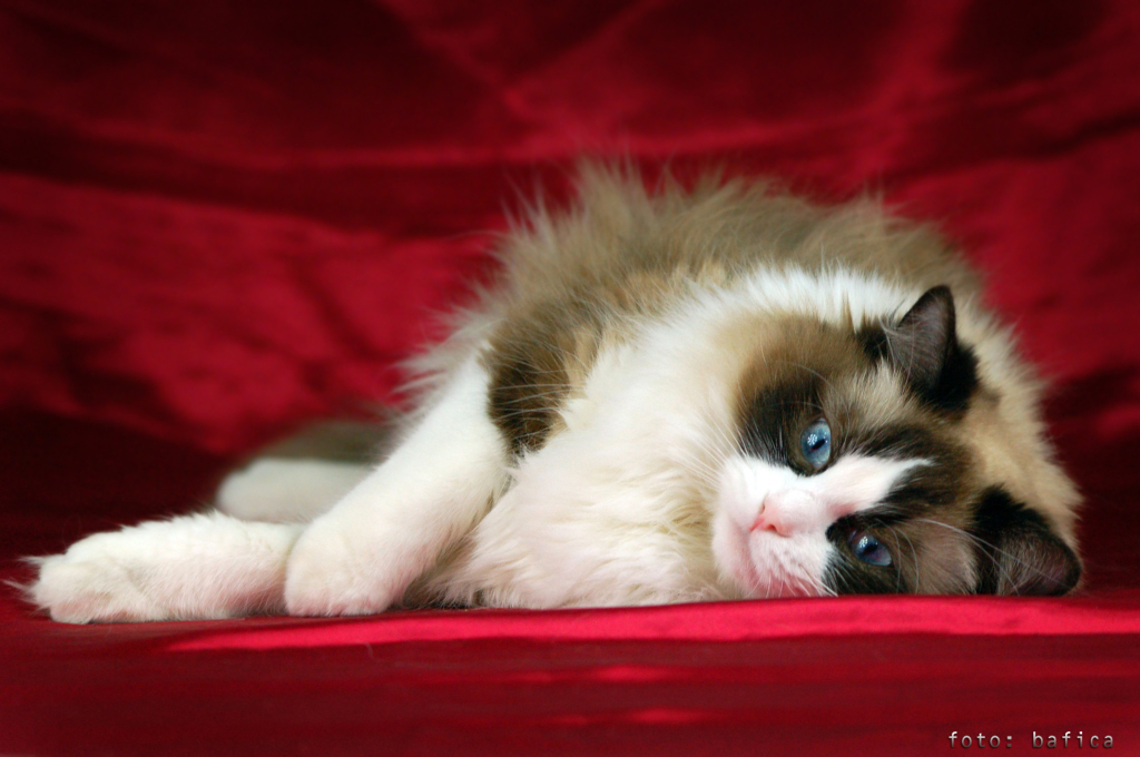 Magic Star RO*ElianRags of Ragdolls*PL