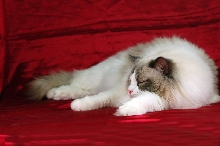 Palamedes Givhatol of Ragdolls*PL