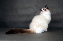 Bellus Ragdolls*PL