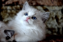 Gambito Ragdolls*PL