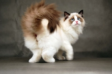 Blandior Ragdolls*PL