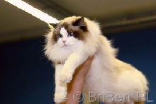 JW IC Carmen Ragdolls*PL