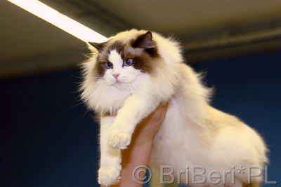JW IC Carmen Ragdolls*PL