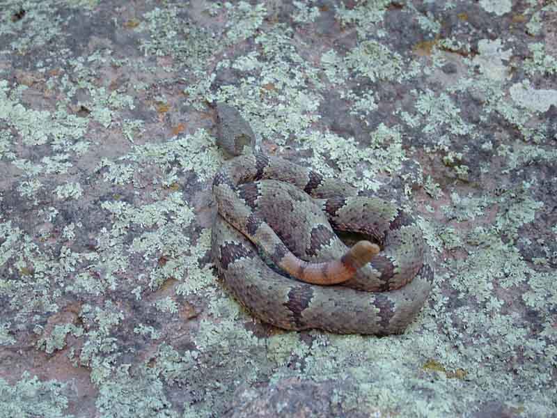 Rock rattlesnake, Cave Creek Canyon, Chiricahua Mts, AZ