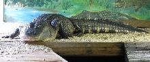 alligator mississippiensis