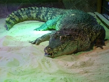 crocodilus novaeguineae