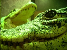 crocodilus rhombifer