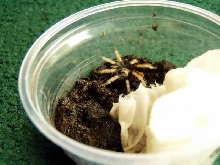 1 Greenbottle Blue Sling