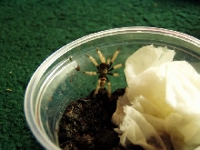 2. Greenbottle Blue Sling