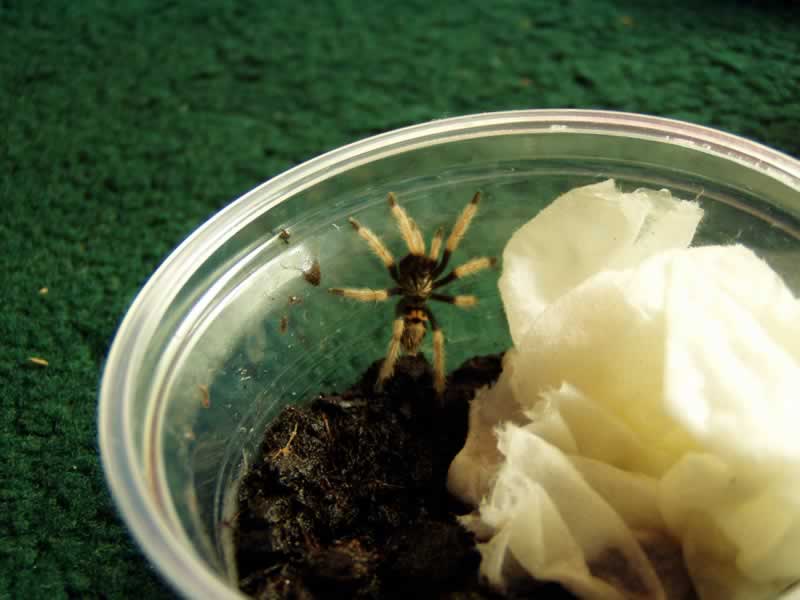 2. Greenbottle Blue Sling