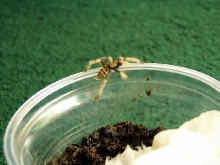 3. Greenbottle Blue Sling
