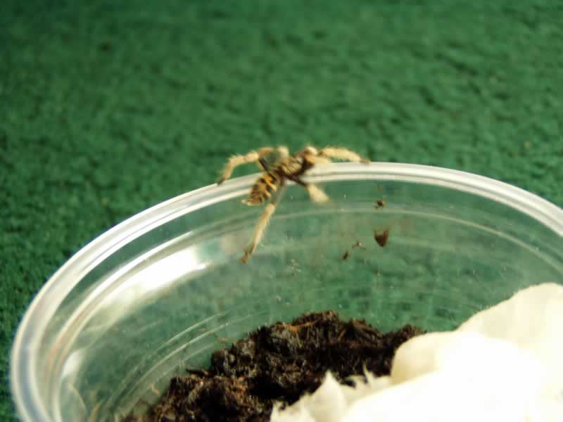 3. Greenbottle Blue Sling