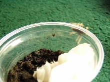 4. Greenbottle Blue Sling