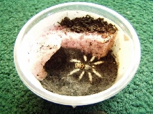 Greenbottle Blue Sling "Speedy"