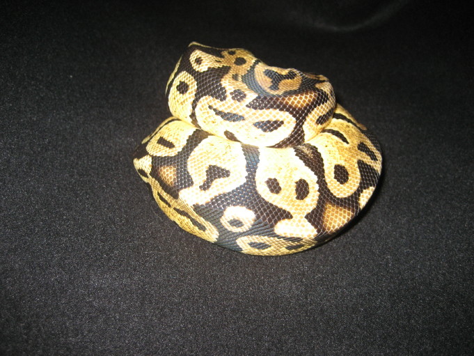 male pastel