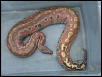 4' femal red blood