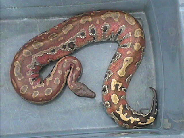 4' femal red blood