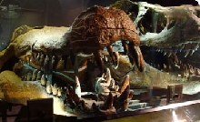 Deinosuchus Jaws