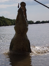 An 5 meter Saltwater Crocodile