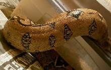 orange boa