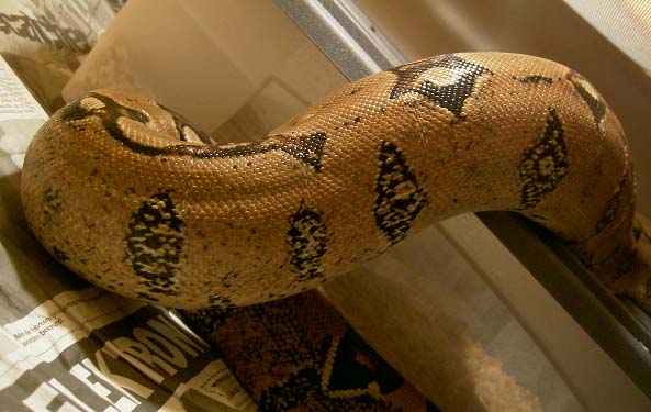 orange boa