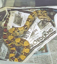 orange boa