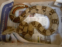 100% het albino