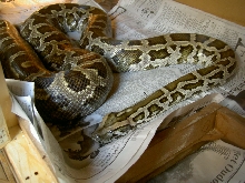 burmese wild het patt albino