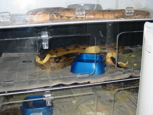 Albino het Stripe X Stipe het Albino