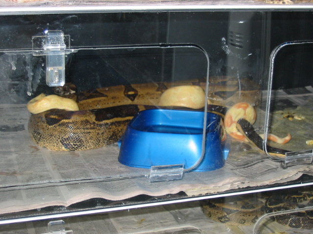 Another pic of Stripe Albino Project