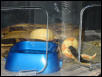 Stripe Albino Project Pic 3
