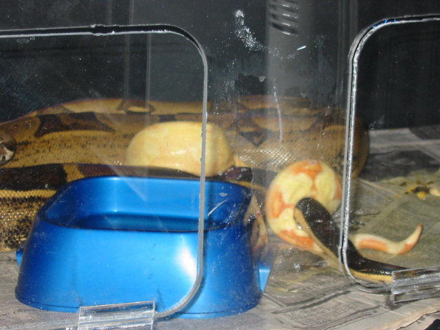 Stripe Albino Project Pic 3