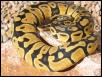 03 Pastel Jungle Male