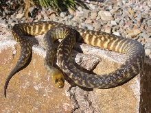 03 Male Woma