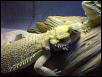 Herp_Moron on sick bed