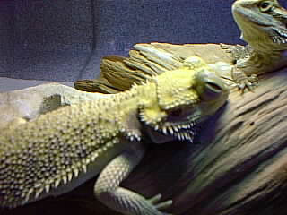 Herp_Moron on sick bed