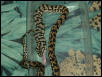 feeding2