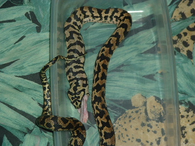 feeding2