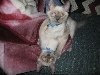 blue point Siamese twins