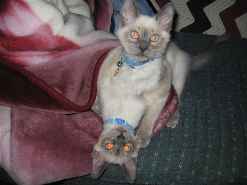 blue point Siamese twins