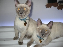 cats on orchid lights